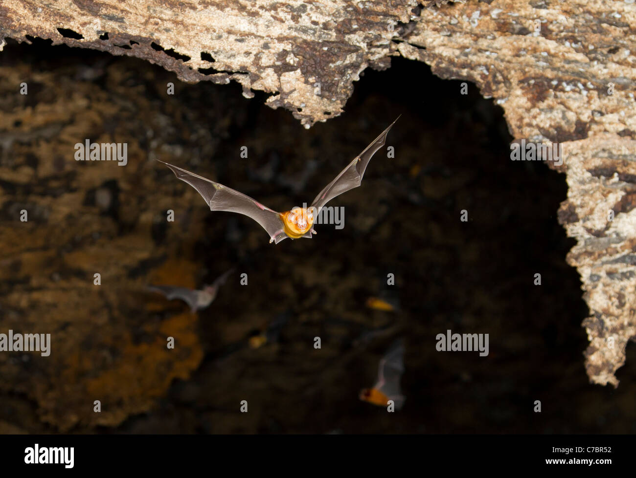 African trident bats triaenops afer hires stock photography and images