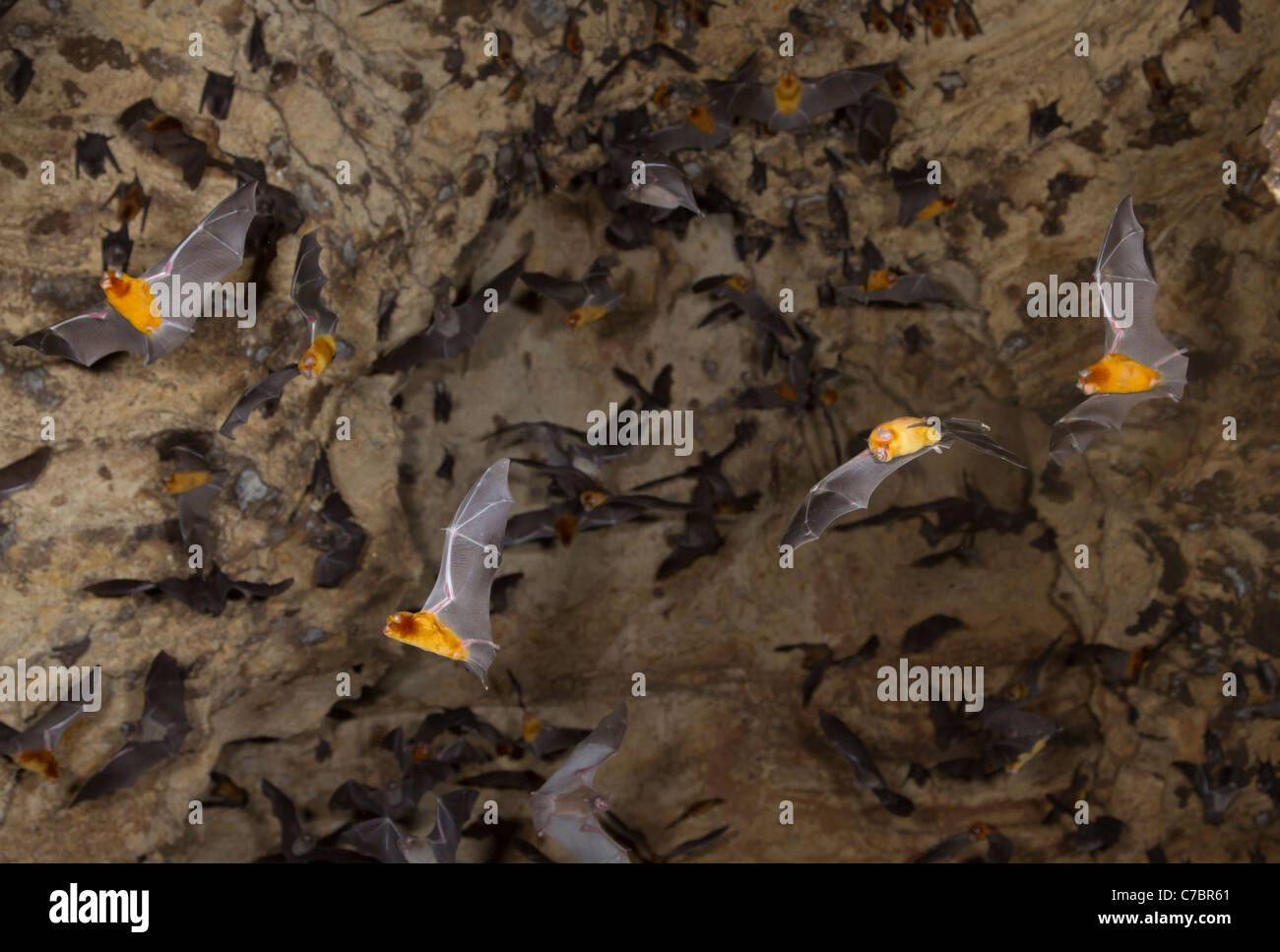The African trident bats (Triaenops afer) flying in a cave, coastal Kenya. Stock Photo