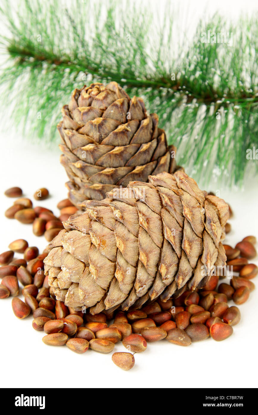 pine nuts, with cedar cones and fir tree in the background Stock Photo