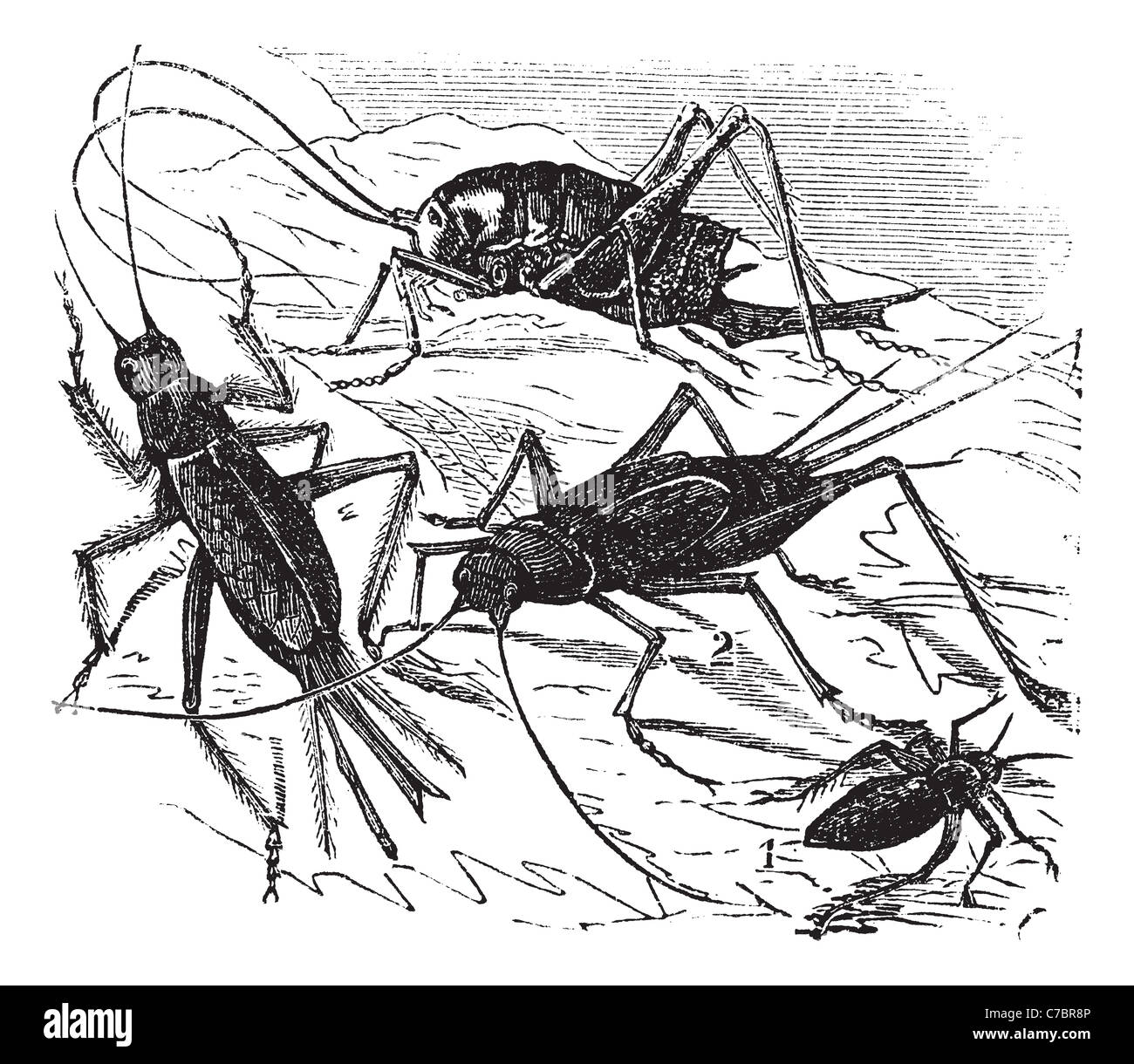 Old engraved illustration of 1. wood cricket 2. field cricket 3. Domestic cricket 4. bought maculata Stock Photo