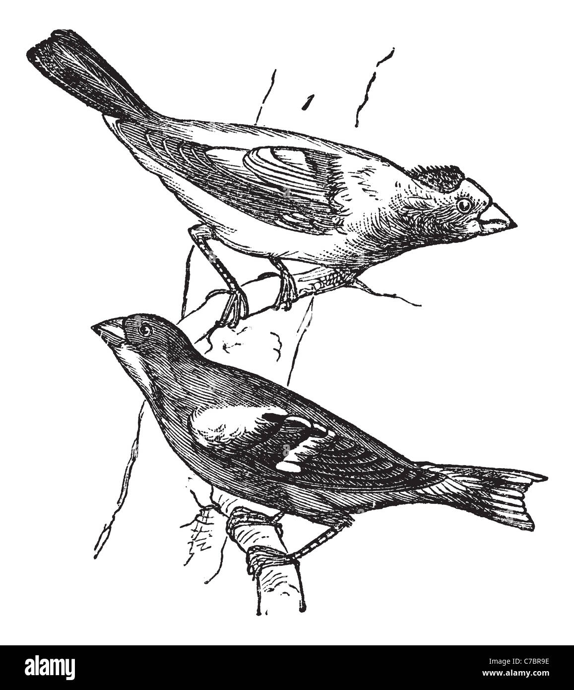 Evening grosbeak (Hesperiphona vespertina) or Finch 1.Male 2. Female vintage engraving. Stock Photo