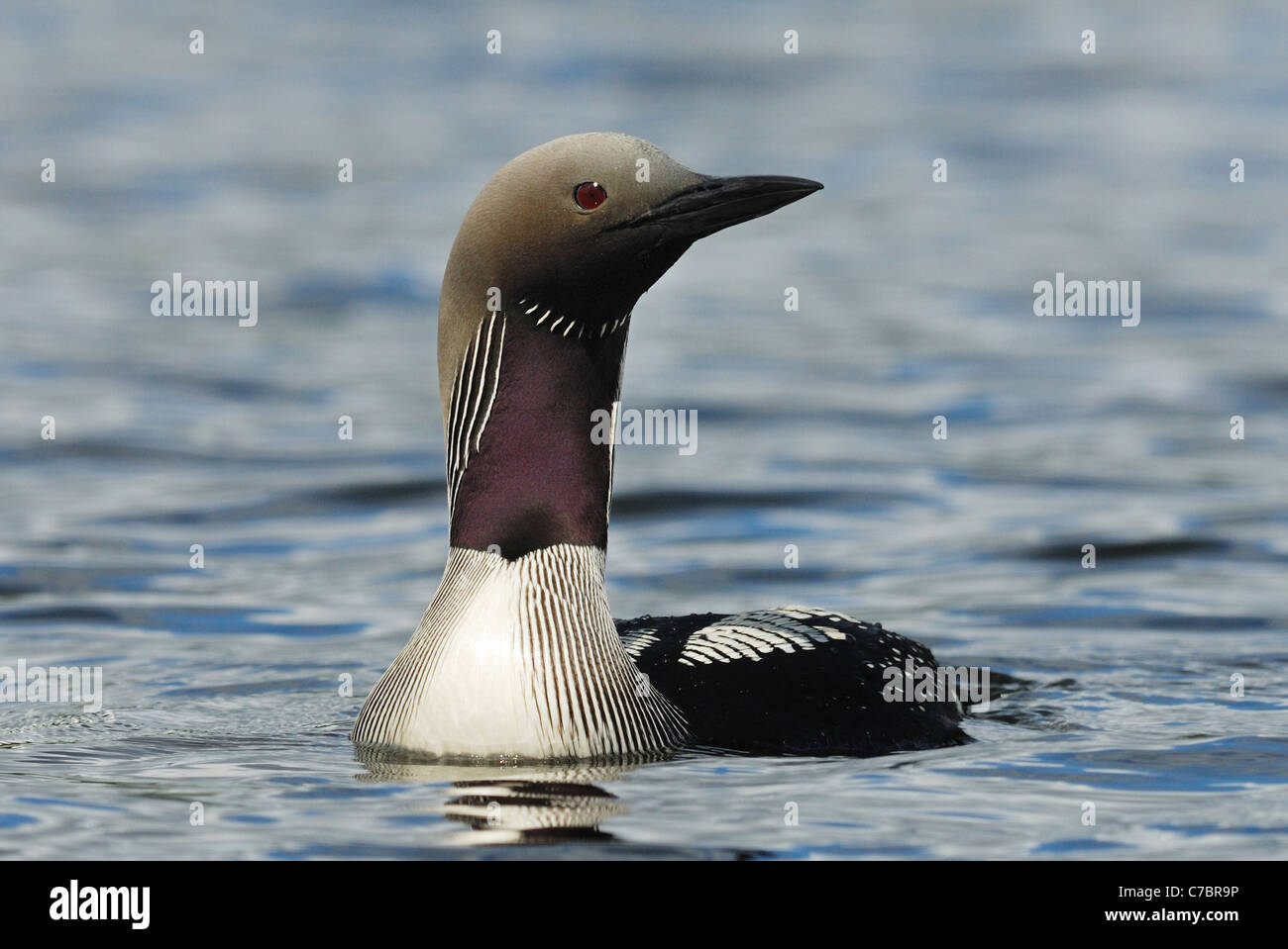 Black throated Diver Gavia Arctica Aka Arctic Loon In A Swedish Lake 