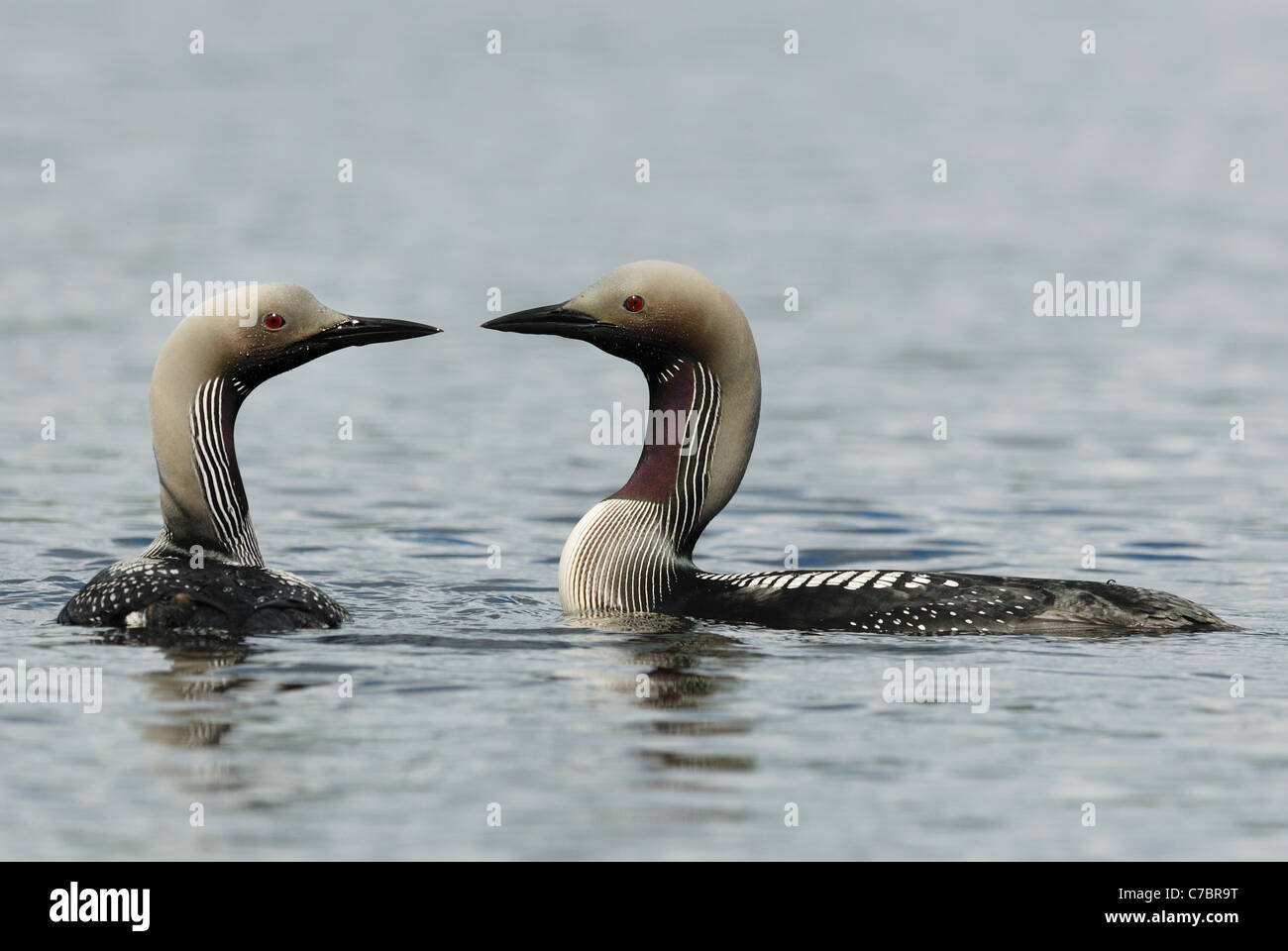 A pair of Black-throated Divers (Gavia arctica) Stock Photo