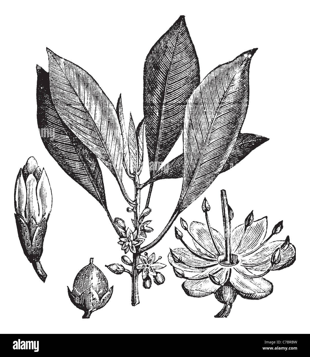 Gutta-percha (Isonandra gutta) vintage engraving. Old engraved illustration of leaves, flowers and fruit of gutta percha. Stock Photo
