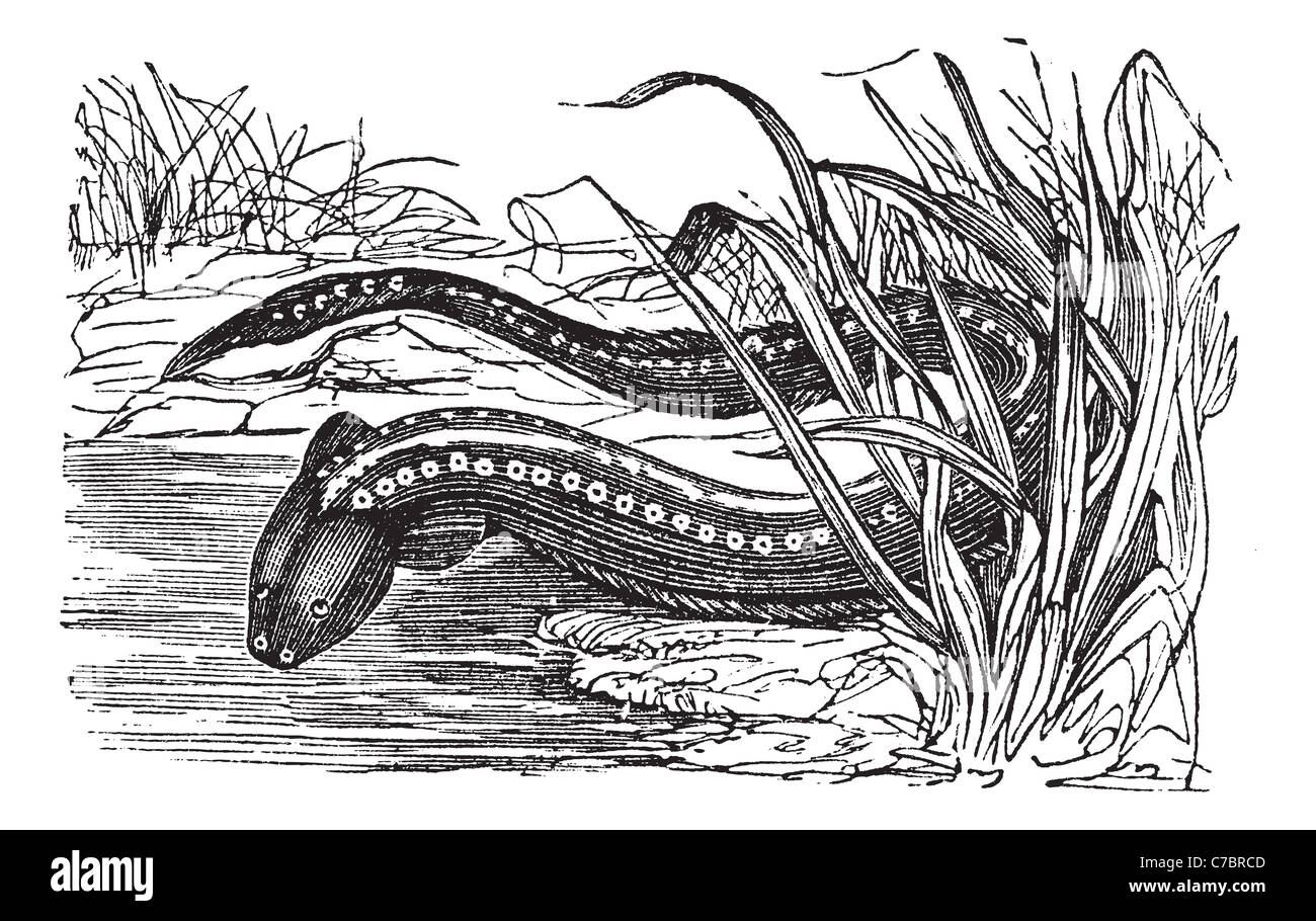 Gymnotus electricus or Electric eel (Electrophorus electricus) vintage engraving. Old engraved illustration of electric eel. Stock Photo