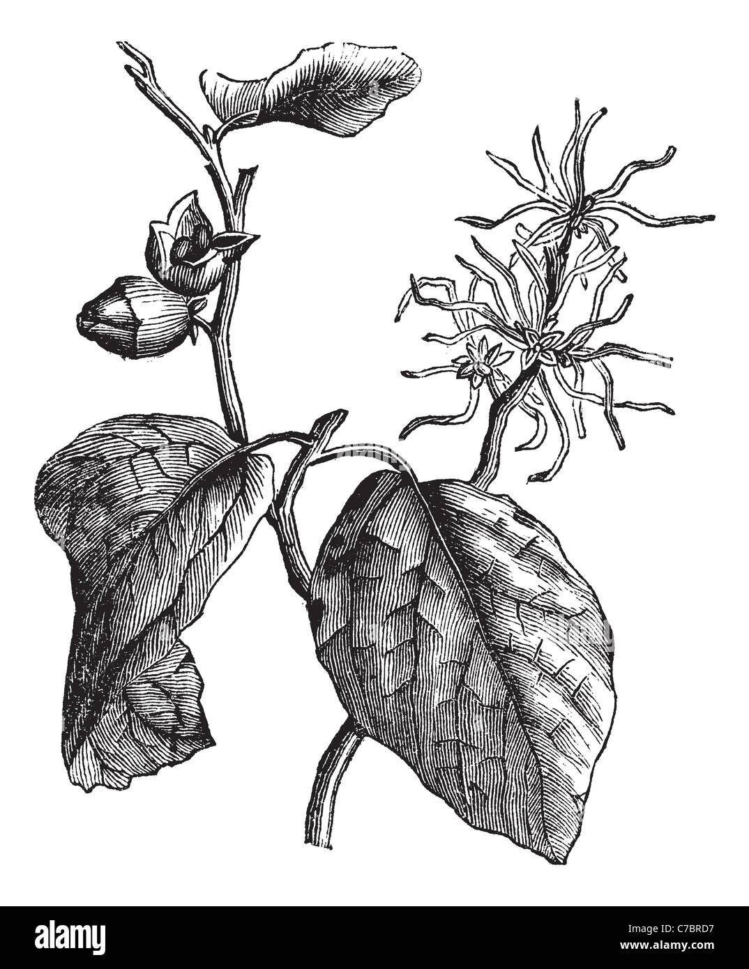 Hazel flowers Cut Out Stock Images & Pictures Alamy