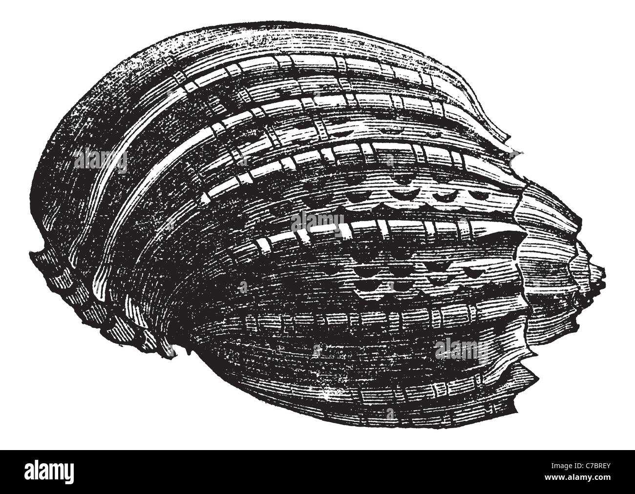Harp (harp ventriculata) vintage engraving. Old engraved illustration of the harp shell. Stock Photo