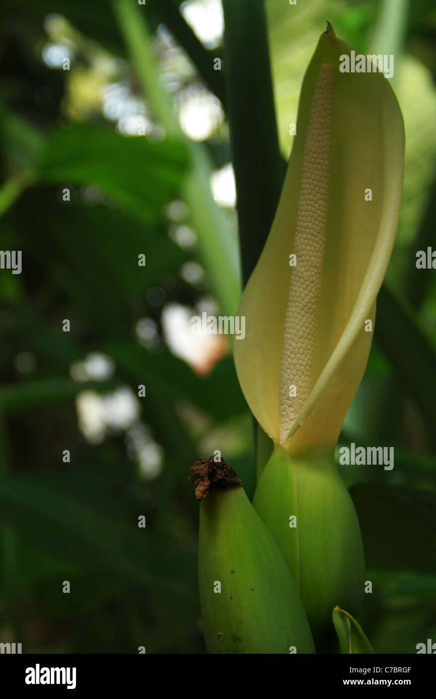 Colocasia Stock Photo