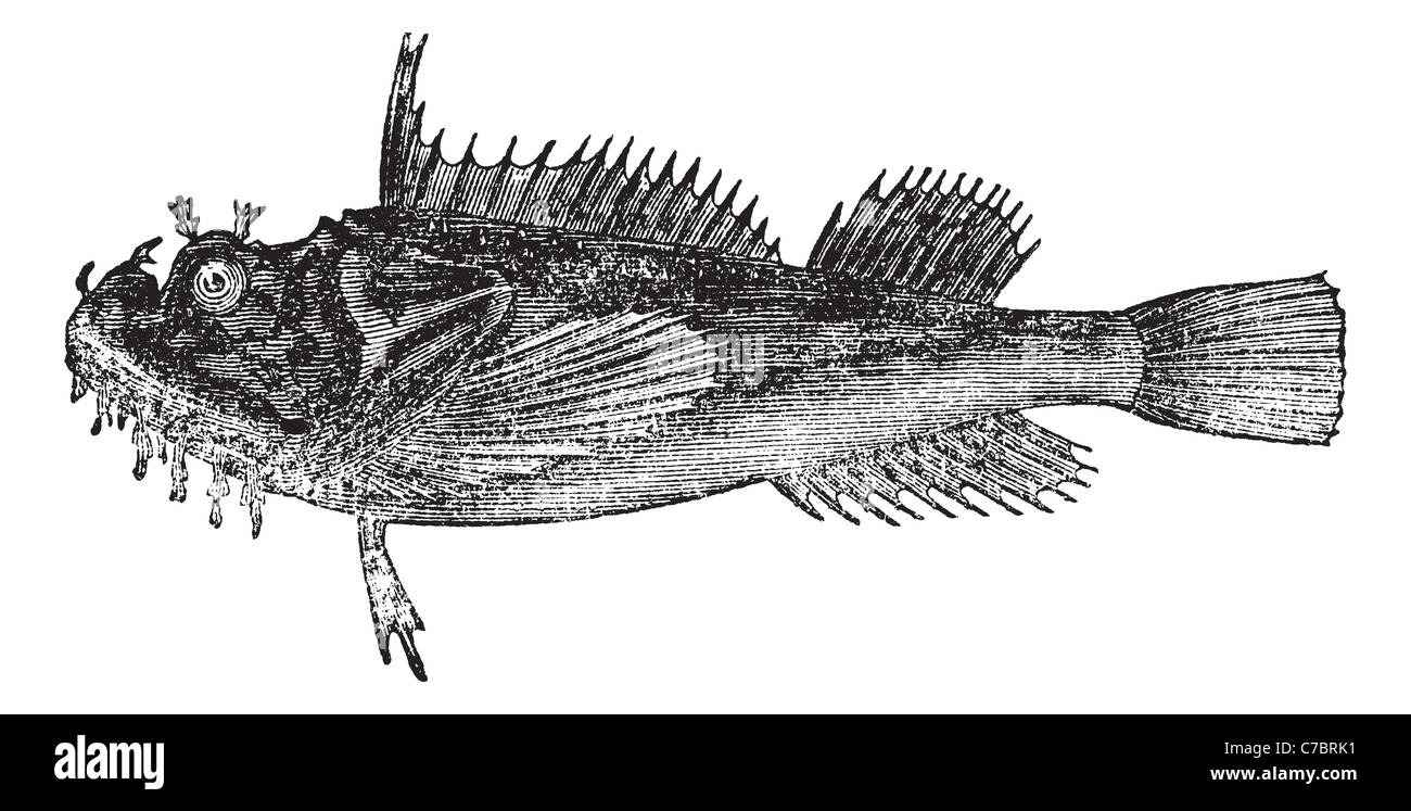 Common sea raven (Hemitripterus acadianus) vintage engraving. Sea raven ...