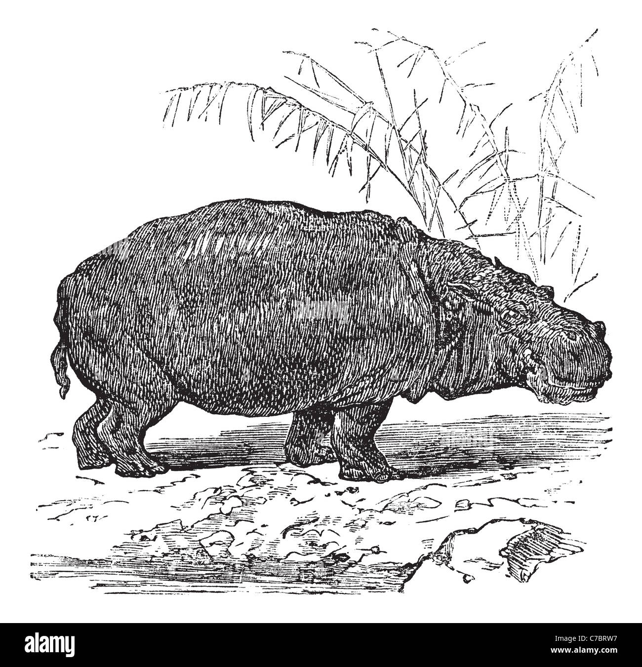 Hippopotamus or Hippopotamus amphibius, vintage engraving. Old engraved