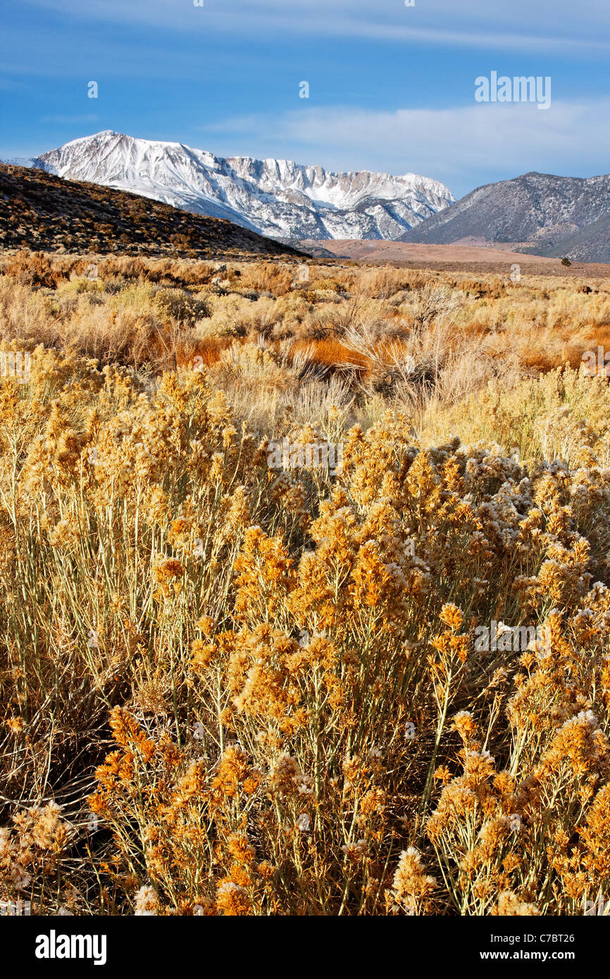 Mount Wood and Parker Peak above desert sage brush, eastern Sierras, Mono Basin National Forest Scenic Area, California Stock Photo