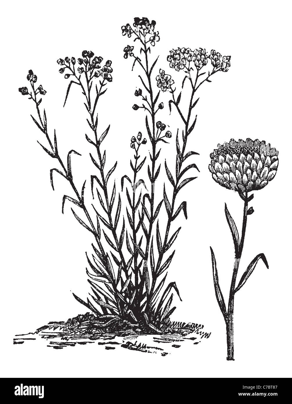 Helichrysum orientale, vintage engraving. Old engraved illustration of Helichrysum orientale with isolated flower. Stock Photo