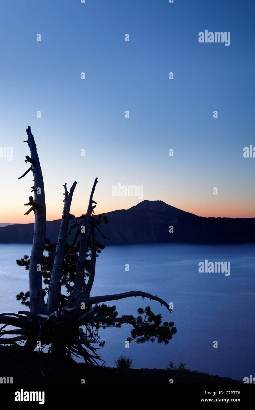 Whitebark pine tree standing over Crater Lake at dawn, Crater Lake ...