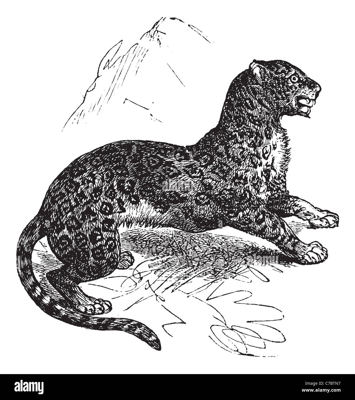 Jaguar or Panthera onca, vintage engraving. Old engraved illustration of Jaguar, watchful in the meadow. Stock Photo