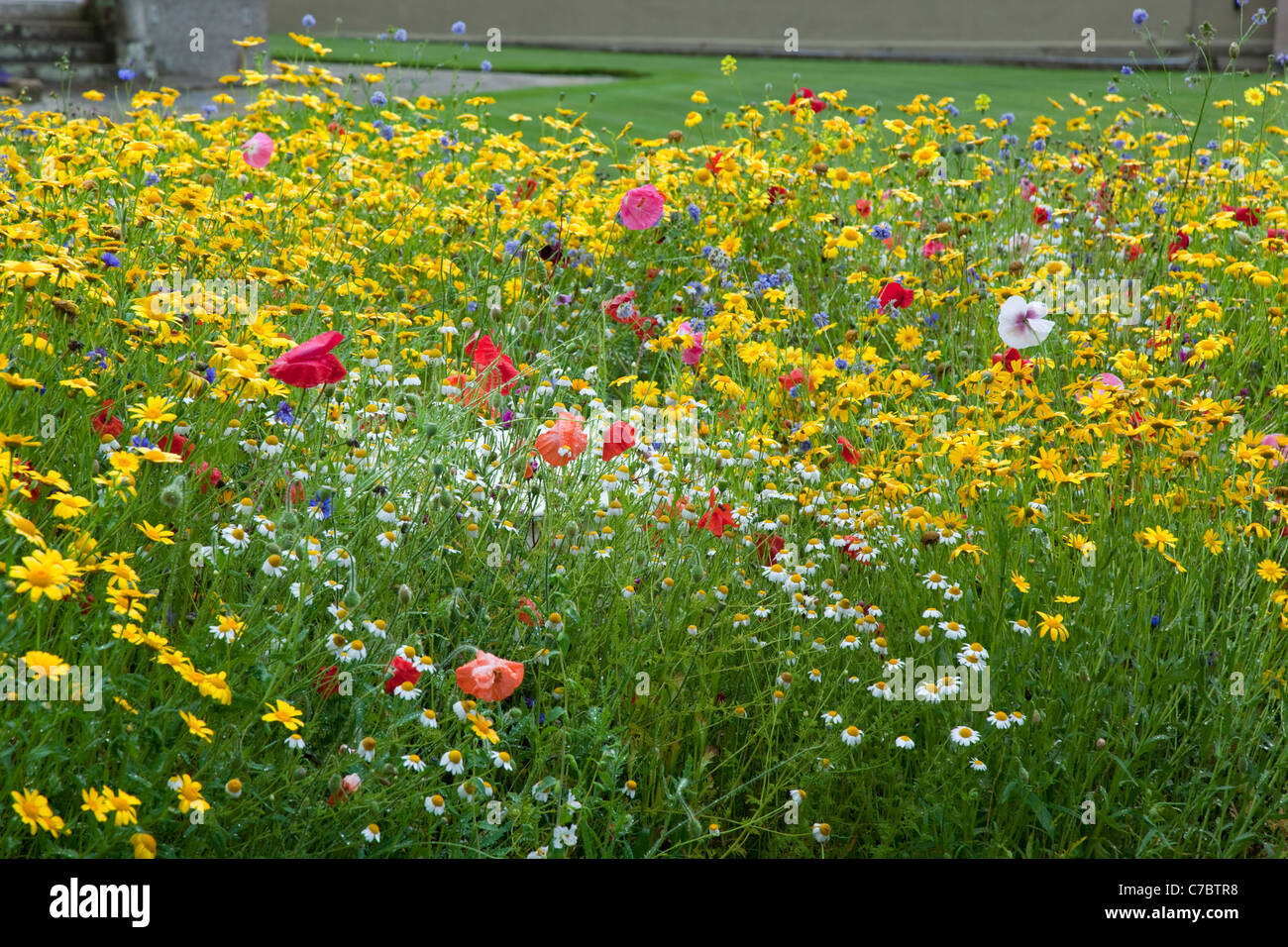 Arable Flowers at Paradise Park; Cornwall; UK Stock Photo