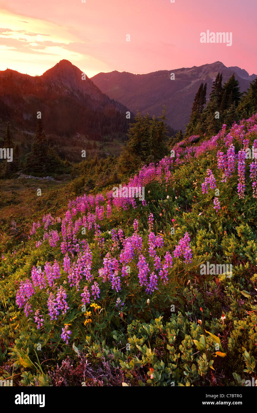 Subalpine meadow full of lupine on High Divide at sunset Stock Photo