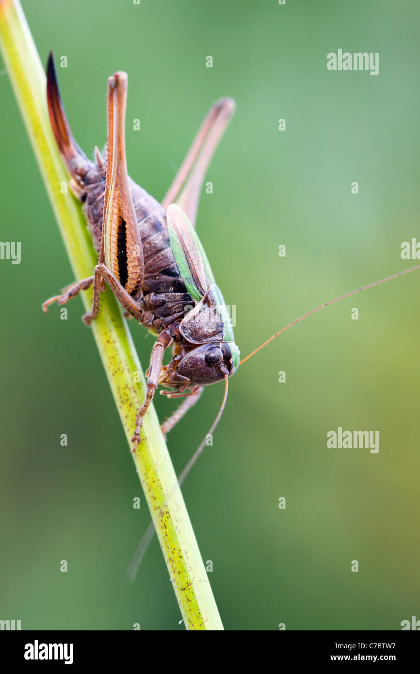 Bog Bush Cricket; Metrioptera brachyptera; female; Cornwall; UK Stock Photo
