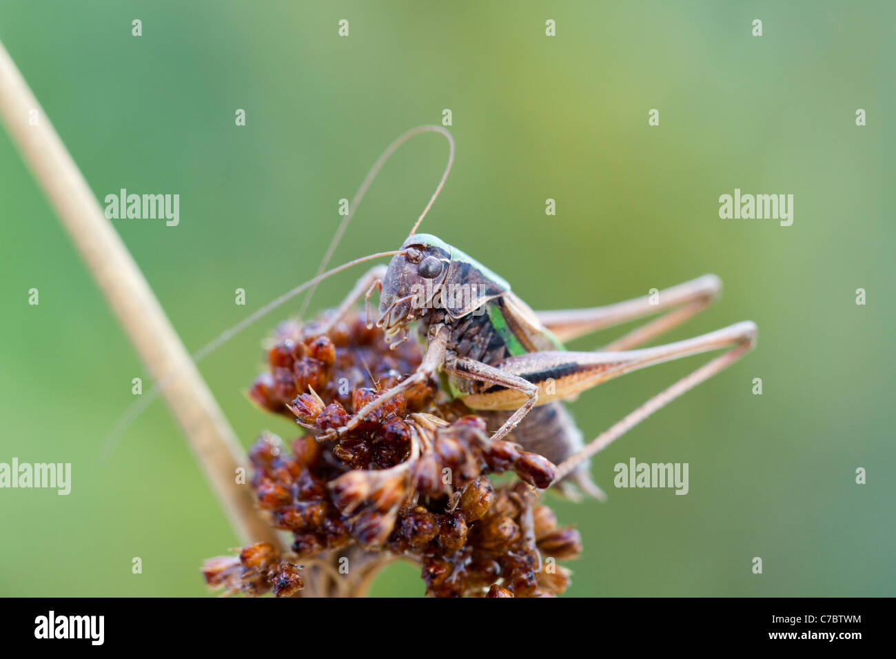 Bog Bush Cricket ;Metrioptera brachyptera; male; Cornwall; UK Stock Photo