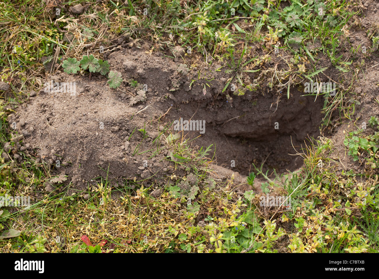 Root Rabbit Hole Rabbit (Oryctolagus cuniculus), excavated hole from searching for grass ...