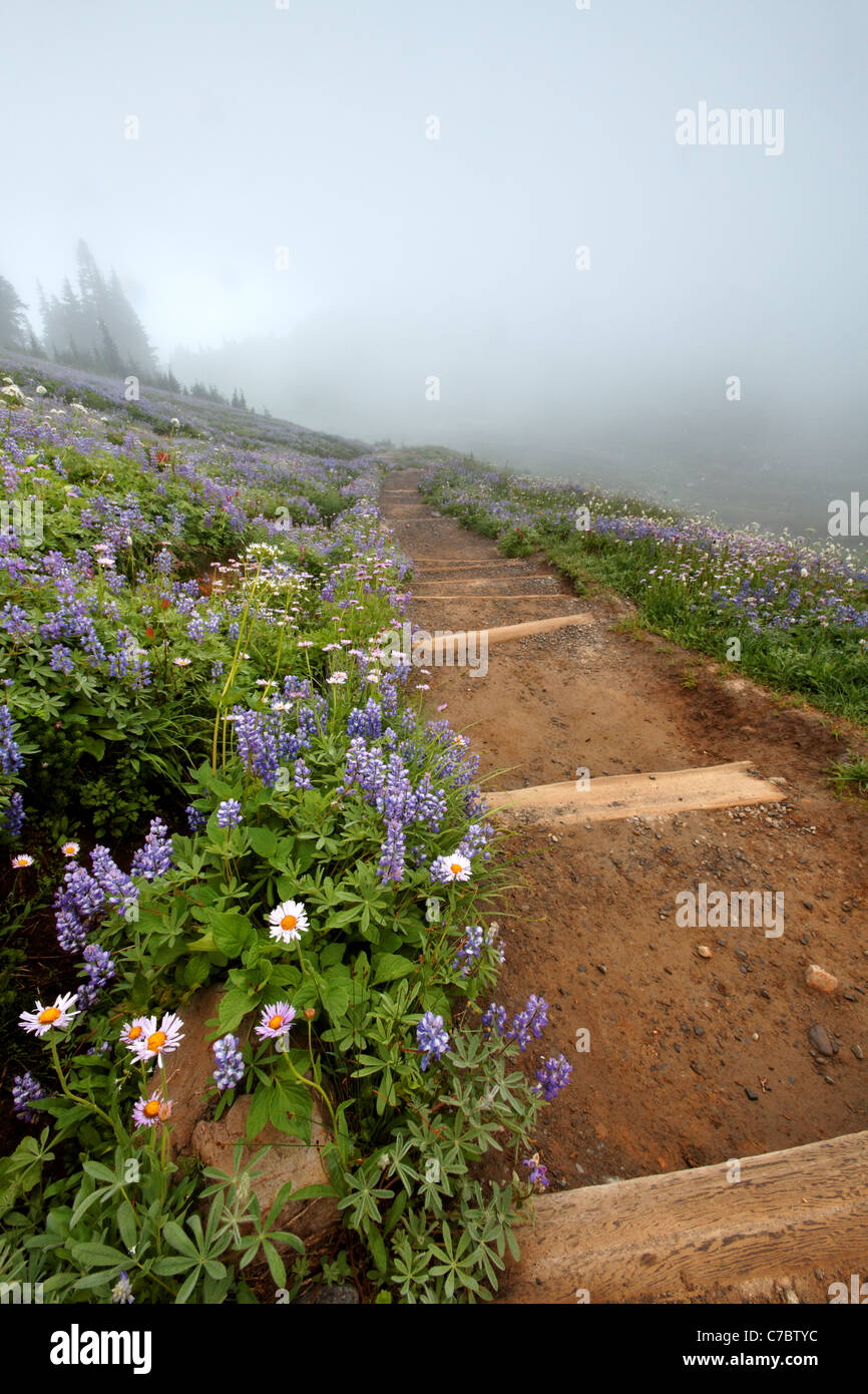 Trail through field of wildflowers in fog, Edith Creek Basin, Paradise, Mount Rainier National Park, Washington, USA Stock Photo