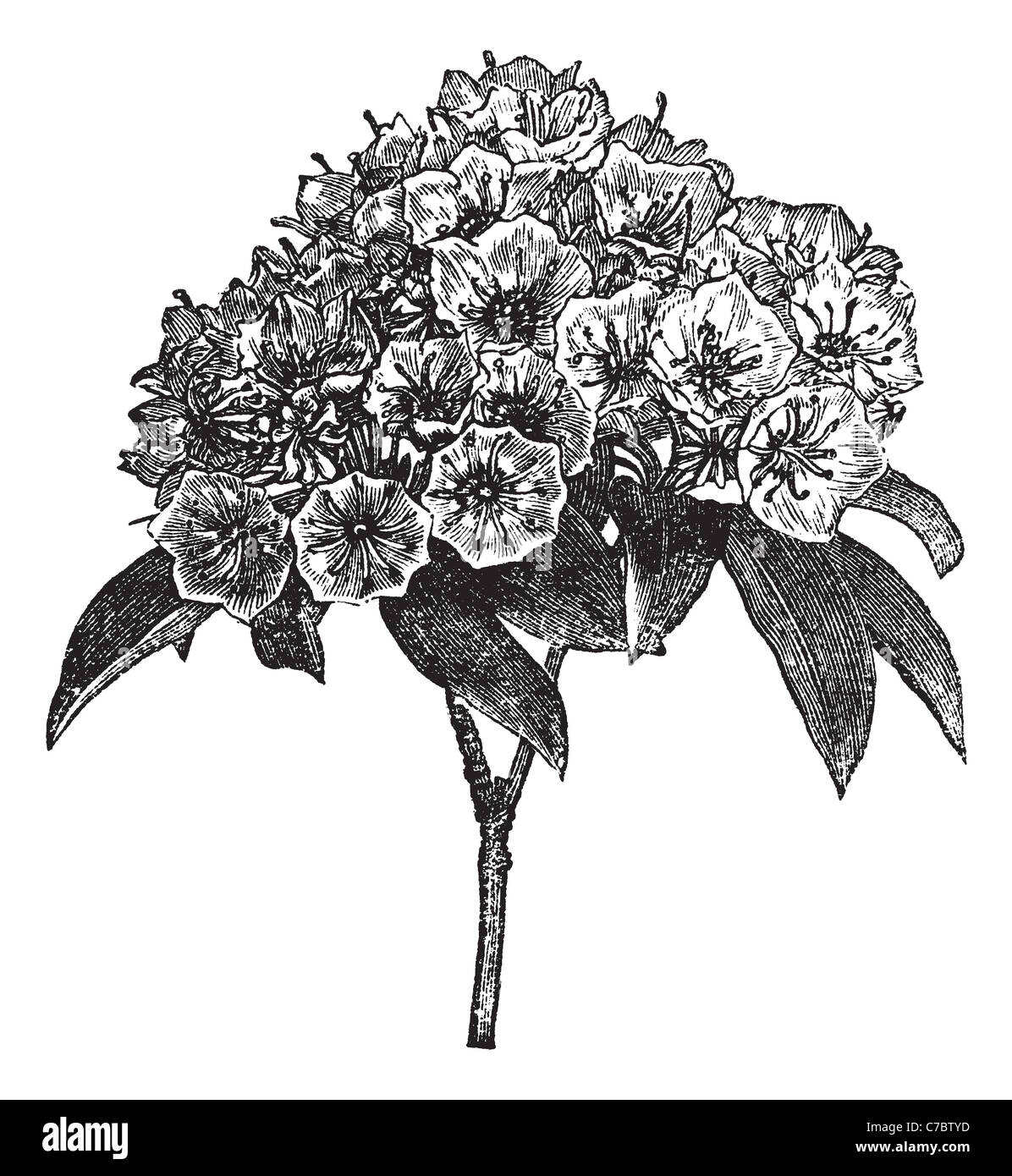 Kalmia latifolia or Clamoun, vintage engraving. Old engraved illustration of Kalmia latifolia isolated on a white background. Stock Photo
