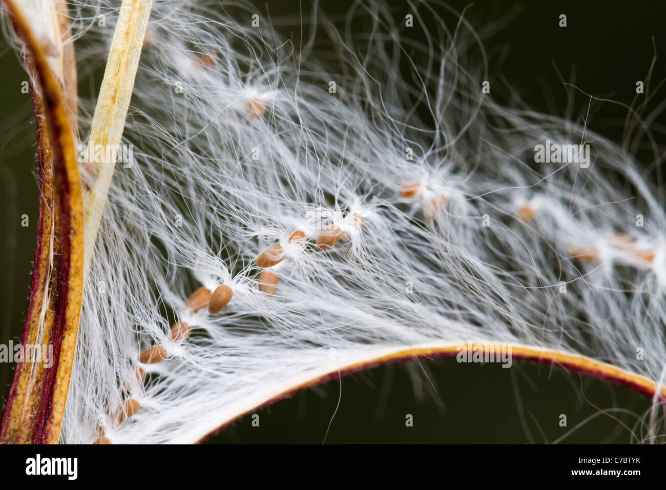 Broad-leaved Willowherb; Epilobium montanum; seeds; UK Stock Photo
