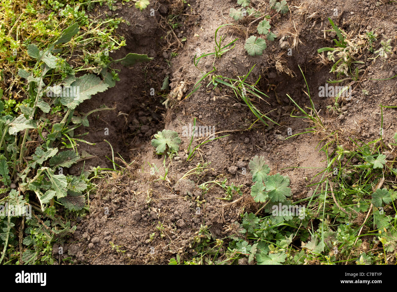 Rabbit (Oryctolagus cuniculus), excavated hole after searching for grass and herb roots. Stock Photo