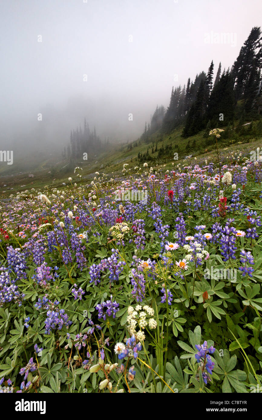 Field of wildflowers in fog, Edith Creek Basin, Paradise, Mount Rainier National Park, Washington, USA Stock Photo