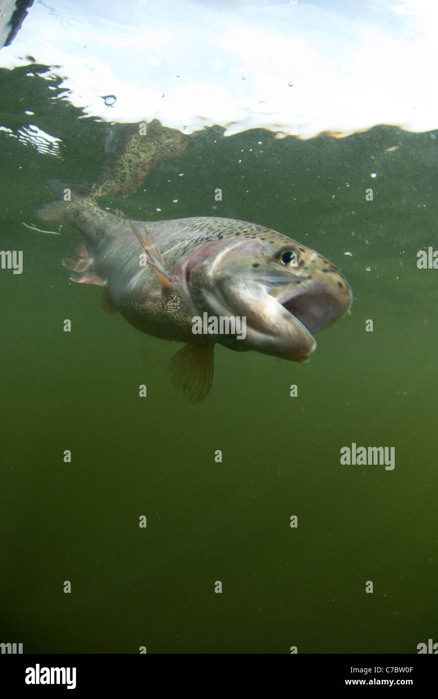 Rainbow trout in trout lake Stock Photo