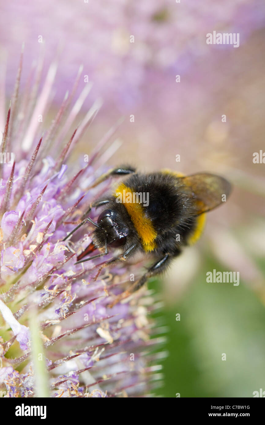 Buff Tailed bumblebee; Bombusn terrestris; on Teasel; Cornwall; UK Stock Photo
