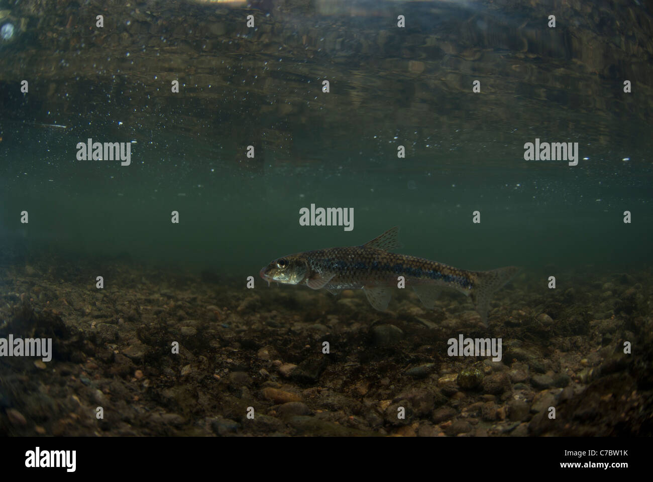 Gudgeon swimming in stream Stock Photo