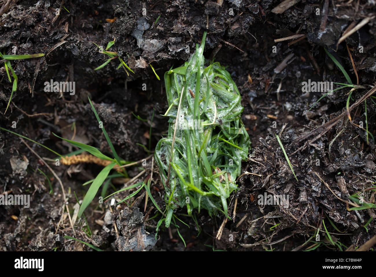Omnivore digestion hi-res stock photography and images - Alamy - Grass Digestibility For Domestic Dogs