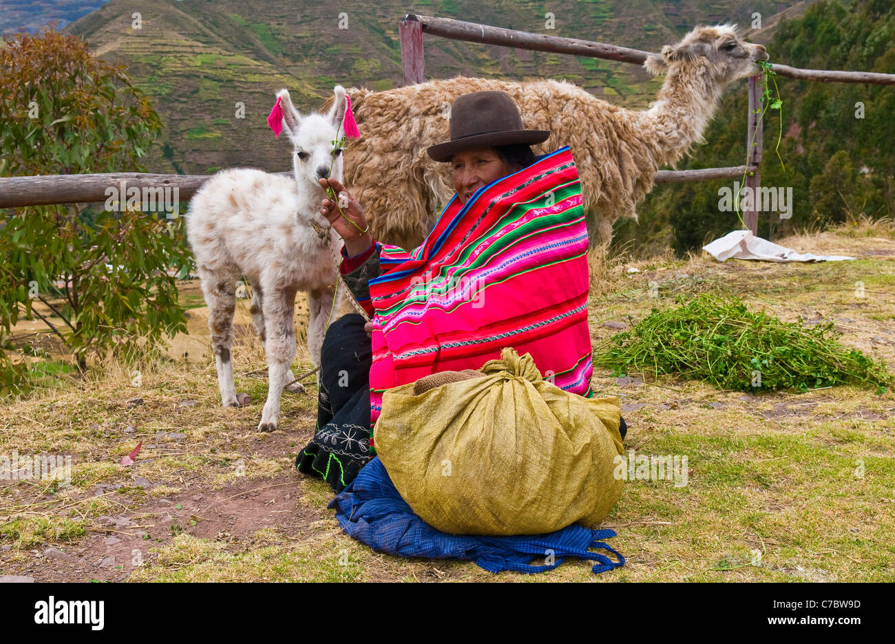 Peruvian woman in traditional colorful clothes seat with here alpacas near a village in the sacred valley , Peru Stock Photo