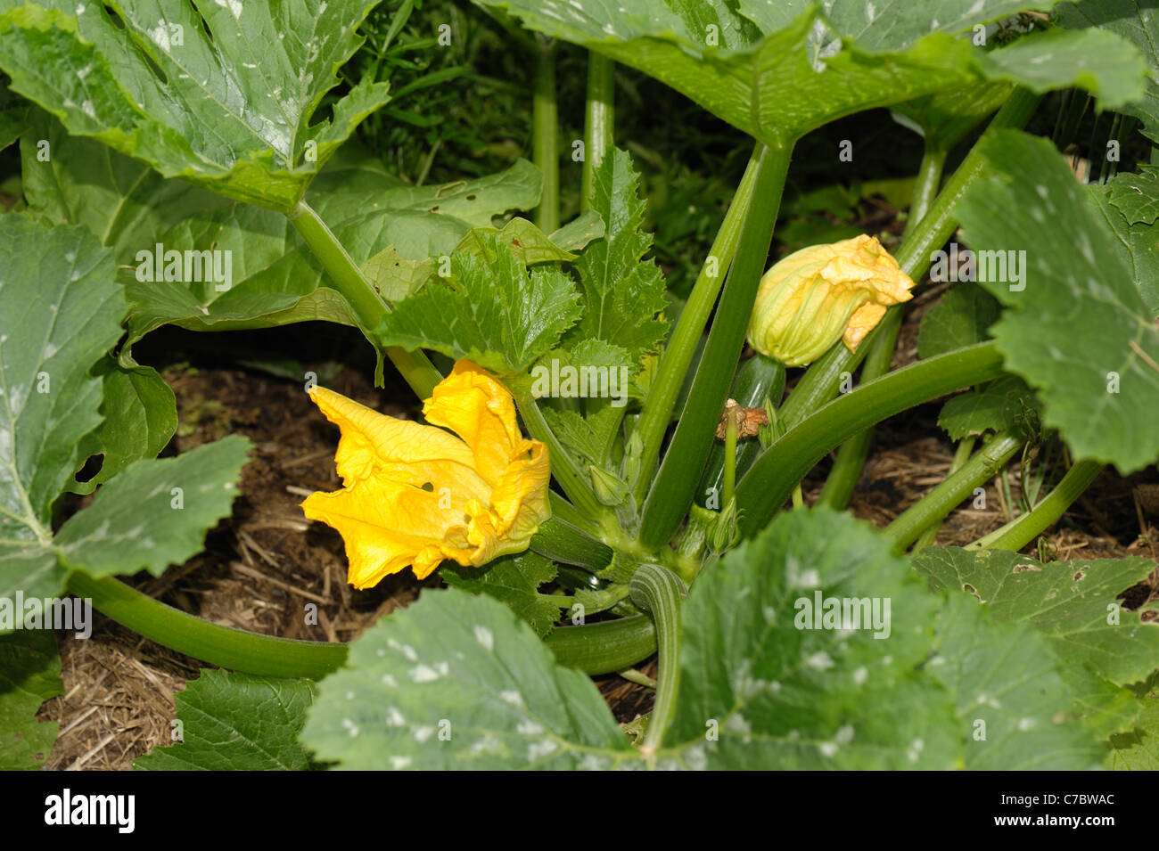 Flowers and fuit on a courgette plant, Devon Stock Photo