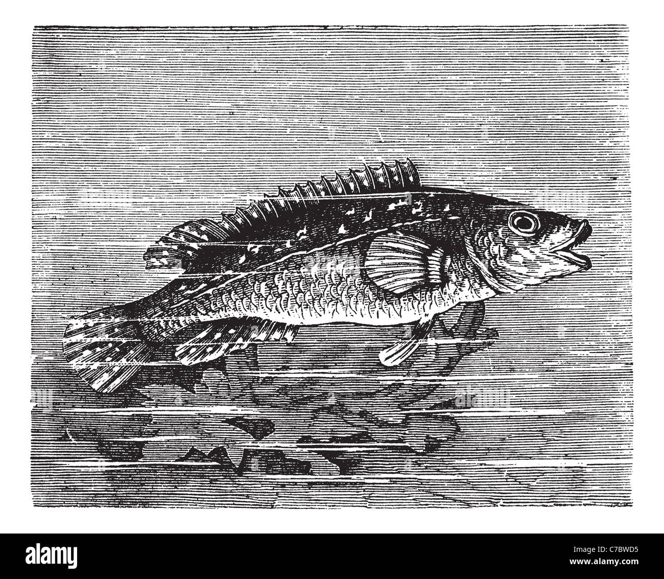 Vicille sea (Labrus maculatus) or Ballan wrasse or wrasse vintage engraving. Old engraved illustration of Labrus maculatus. Stock Photo