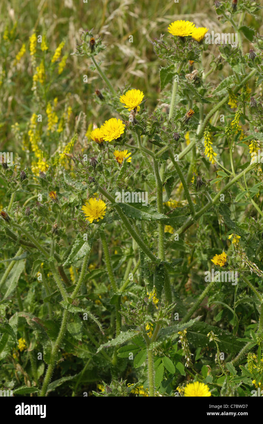 Bristly ox-tongue (Picris echioides) flowering plants Stock Photo