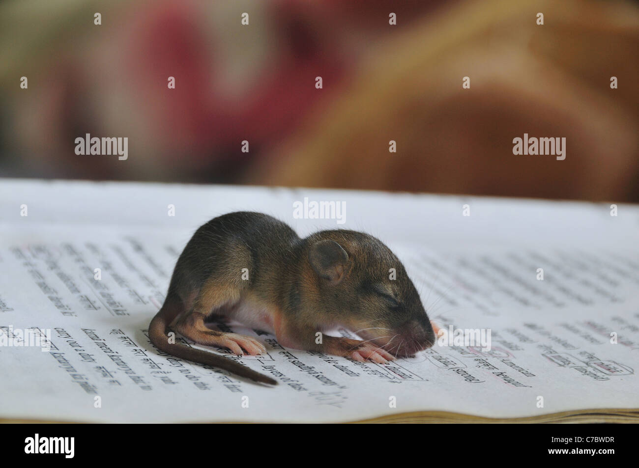 Baby Mole Stock Photo Alamy