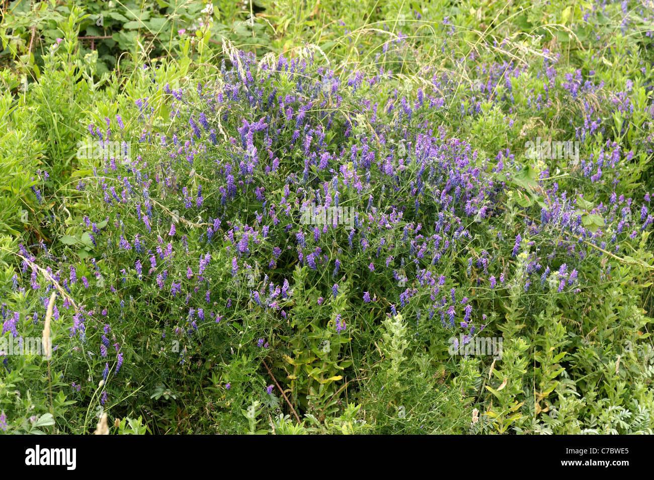 Tufted vetch (Vicia cracca) flowering plant at Chesil Beach on the Dorset Coast Stock Photo