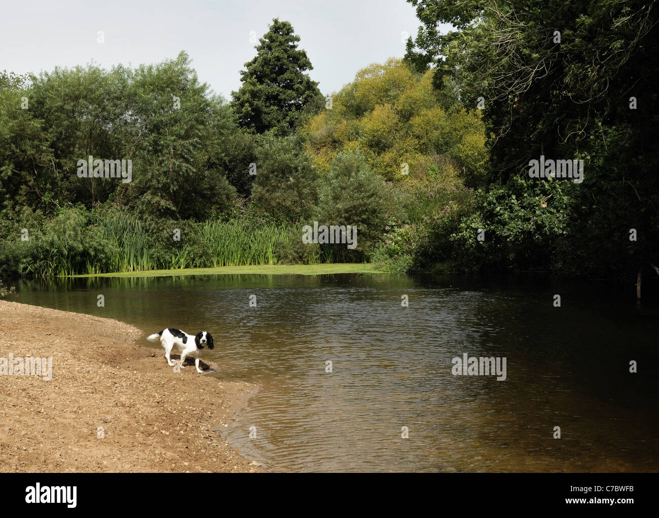 Small spaniel dog on a shingle beach in a bend in the River Otter near Colaton Raleigh, Devon Stock Photo