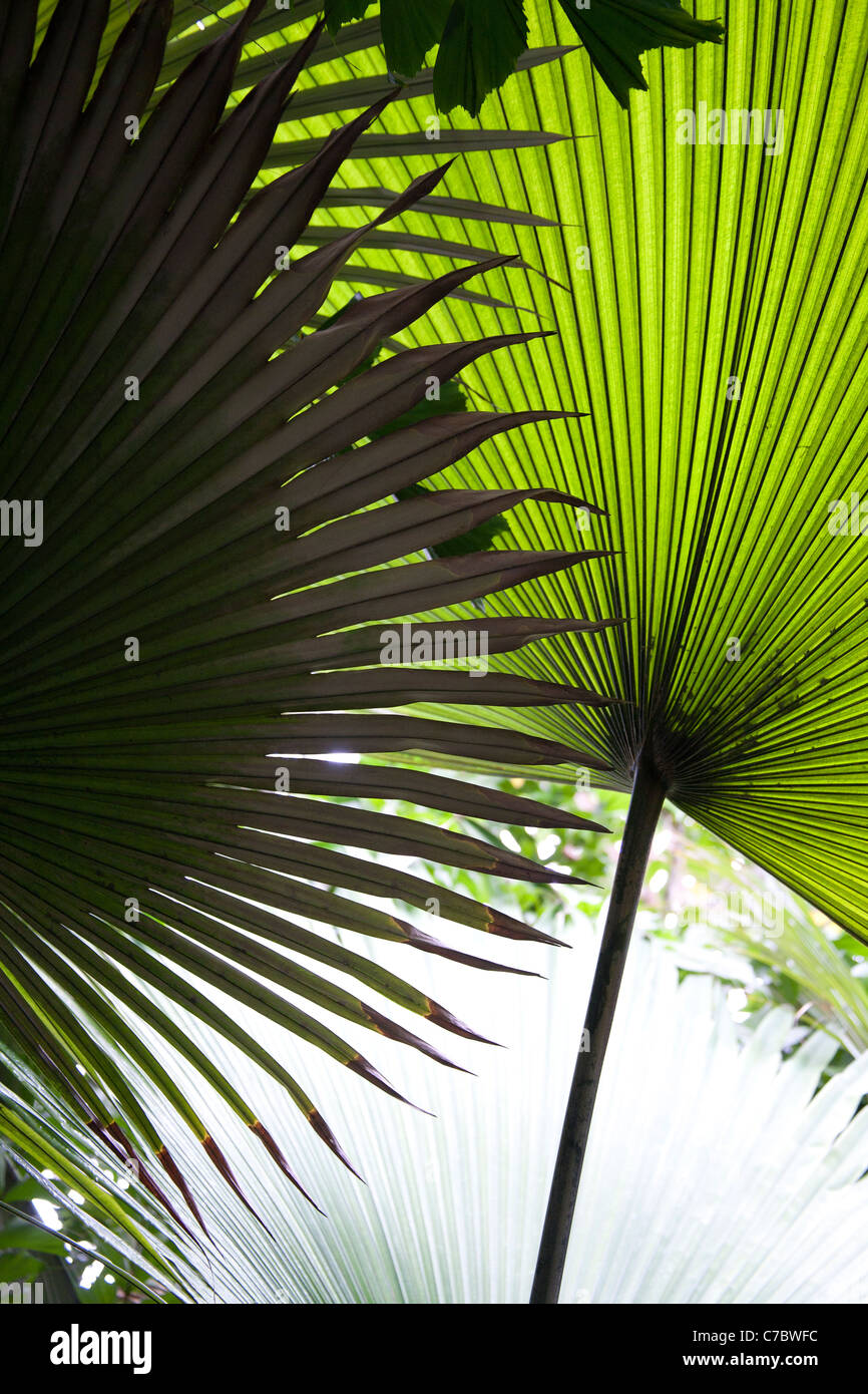White Elephant Palm or Kerriodoxa elegans, Palm House UK Stock Photo