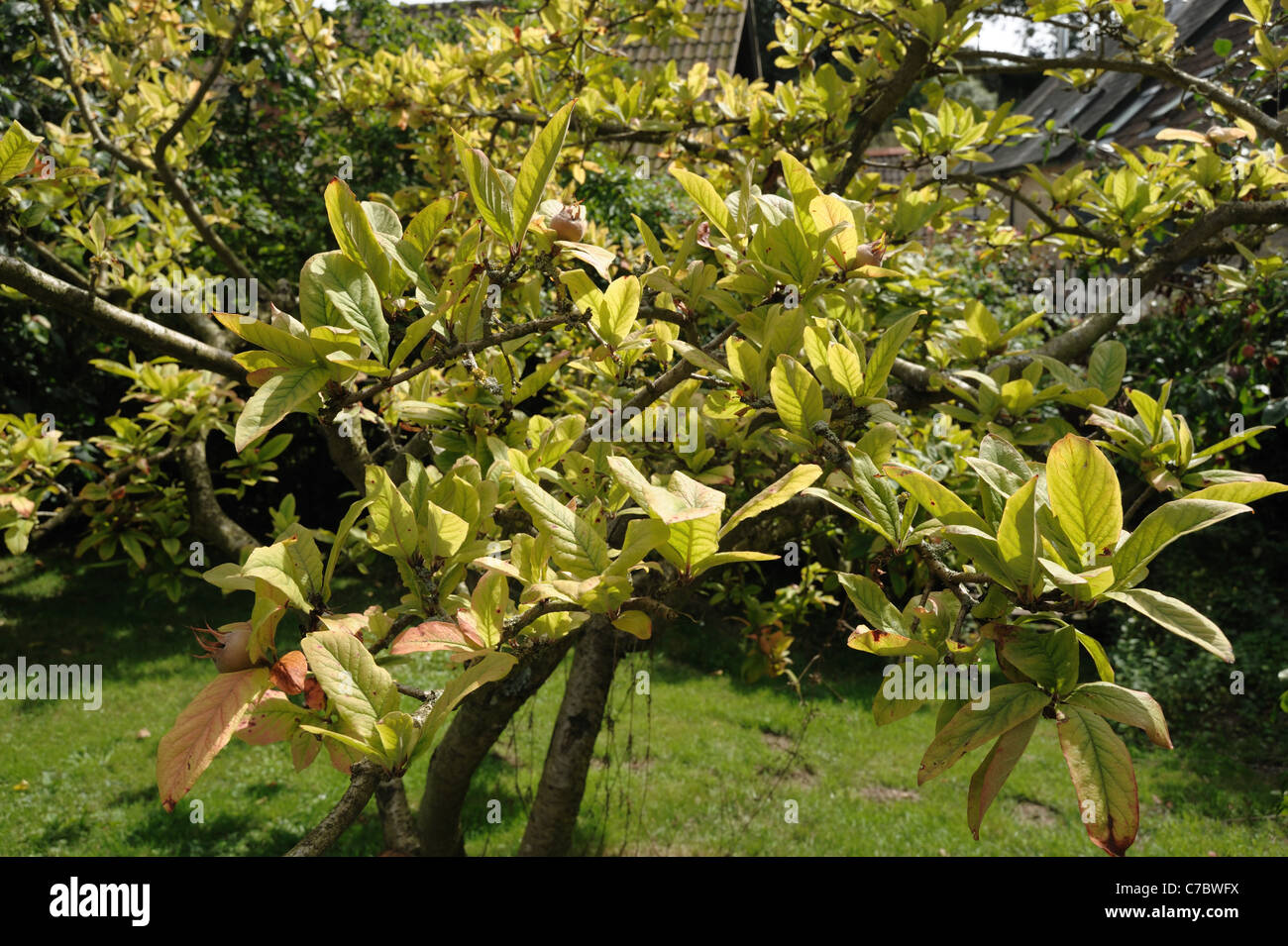 Slow decline and yellowing of an established medlar tree - cause is not known Stock Photo