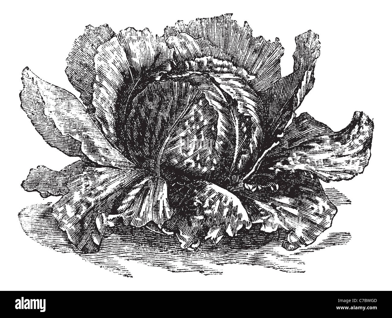 Lettuce (Lactuca sativa) vintage engraving. Old engraved illustration of lettuce isolated on white. Stock Photo
