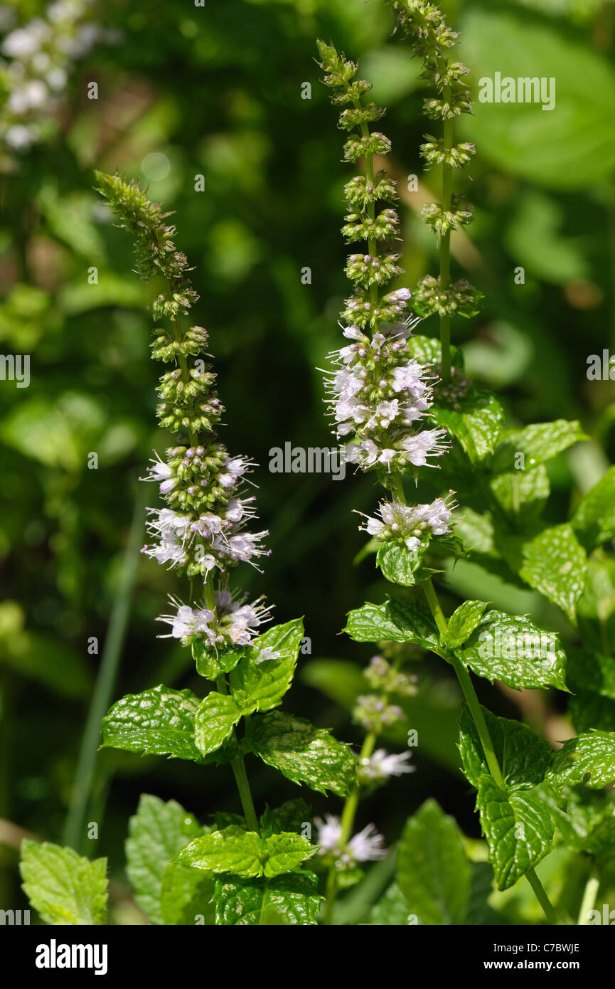 Flowers of spear mint (Mentha spicata) plant Stock Photo