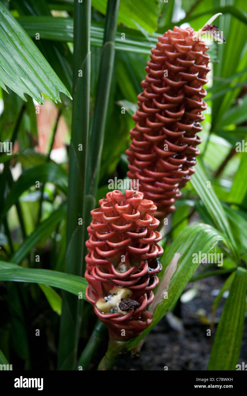 Zingiber spectabile  or 'Golden Sceptor' Zingiberaceae, Palm House UK Stock Photo