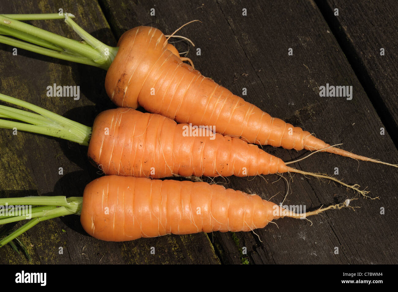 Mature garden container grown carrots Stock Photo - Alamy
