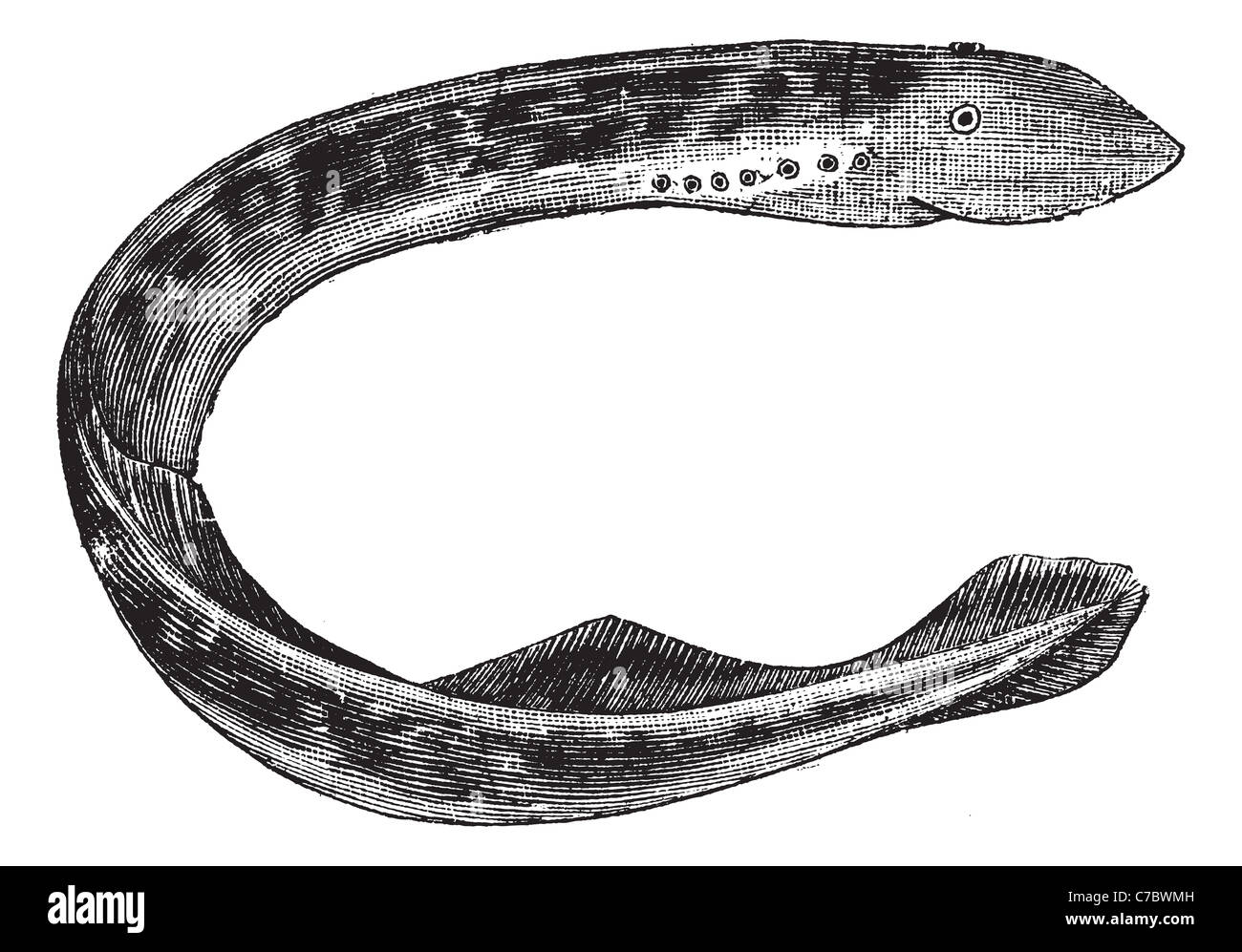 Lamprey of america or Sea lamprey vintage engraving.Old engraved illustration of Lamprey of america isolated on white background Stock Photo