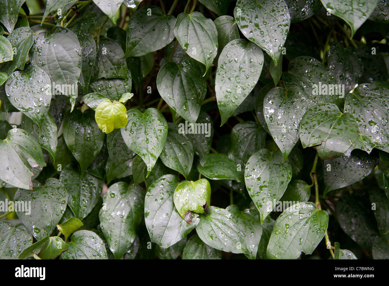 The vine and leaves of the Black Pepper plant Piper Nigrum, Palm House