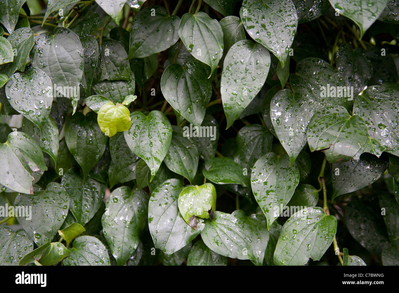 The vine and leaves of the Black Pepper plant Piper Nigrum, Palm House, UK Stock Photo