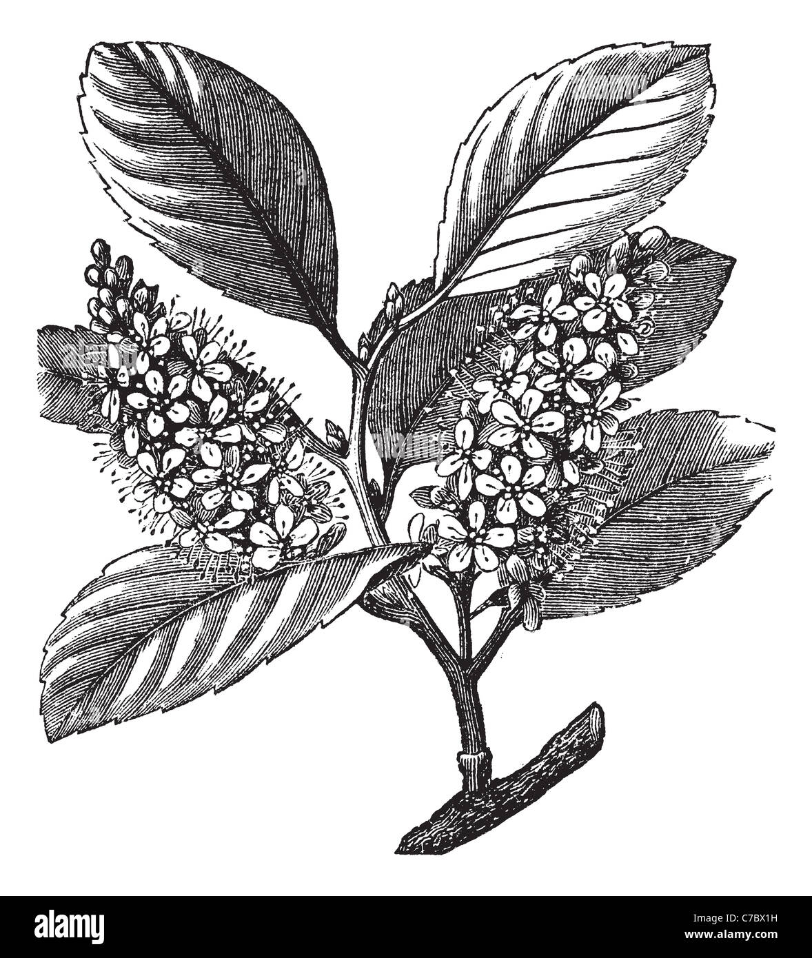 cherry laurel (Prunus laurocerasus) or English laurel, vintage engraved illustration. Trousset encyclopedia (1886 - 1891). Stock Photo