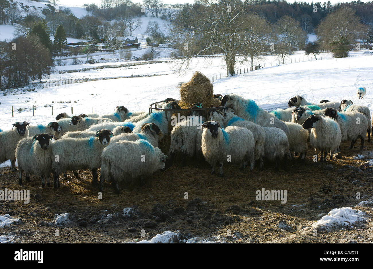 Sheep on the North Yorkshire Moors, England, deprived of their normal
